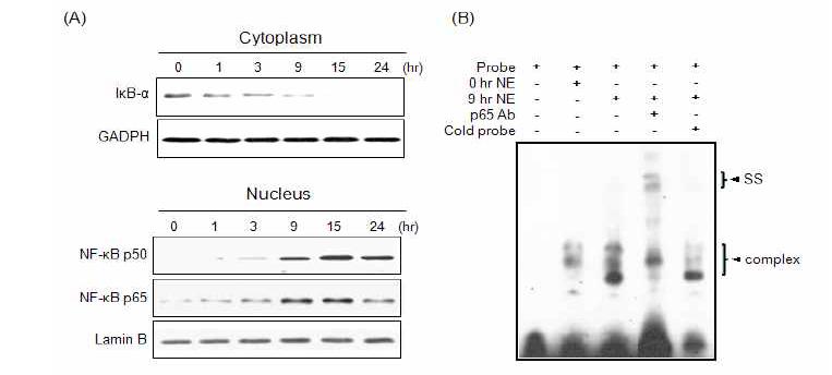 Activation of NF-κB in ESP treated cells detected by immunoblot and EMSA analysis.