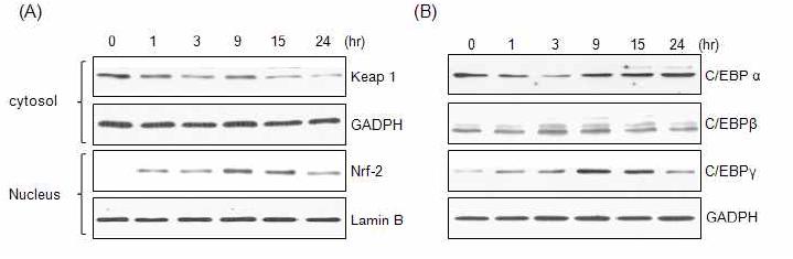 Nrf-2 activation, C/EBP expression in ESP treated cells detected by immunoblot analysis.