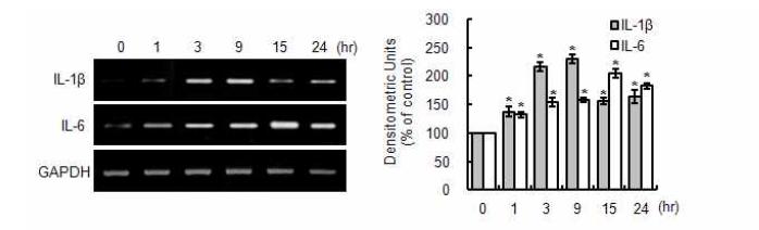 IL-1β, IL-6 expression in ESP treated cells detected by RT-PCR analysis.