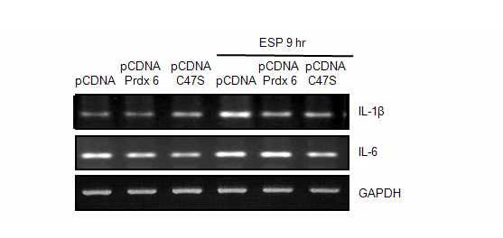 Effect of Prdx 6 overexpression on ESP-mediated IL-1β, IL-6 mRNA expression detected by RT-PCR analysis.