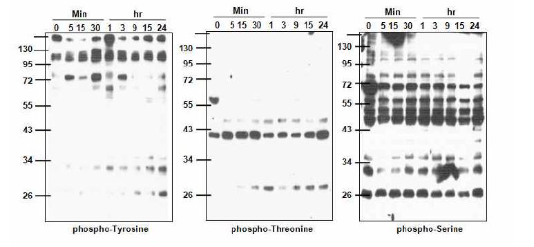 Protien phosphorylation in ESP treated cells detected by immunoblot analysis.