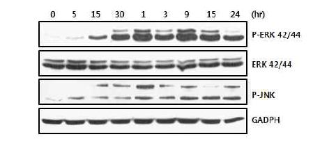 Phosphorylation of ERK, JNK in ESP treated cells detected by immunoblot analysis.