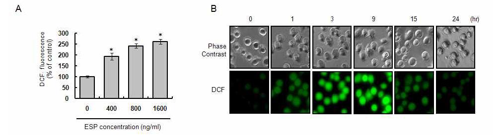 Detection of ESP-mediated ROS generation by DCF.