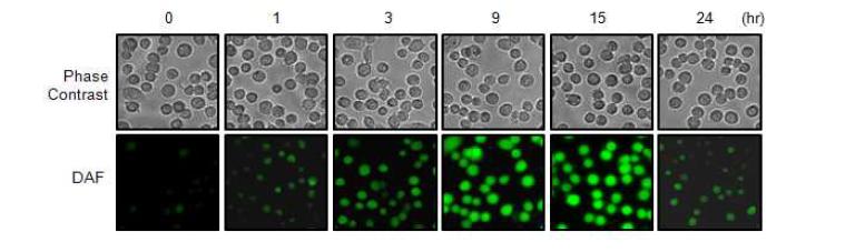 Detection of ESP-mediated NO generation by DAF.