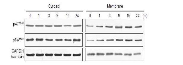 Activation of NADPH oxidase in ESP treated cells accessed by immunoblot analysis.