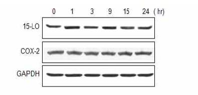 Activation of 15-lipoxygenase and COX-2 in ESP treated cells accessed by immunoblot analysis.