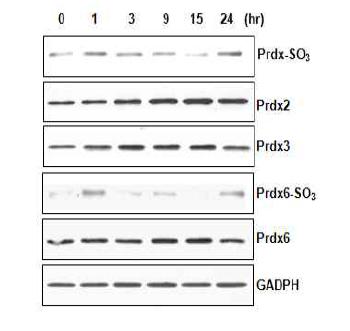 Oxidative modification of Prdx isoforms in ESP treated cells detected by immunoblot analysis.