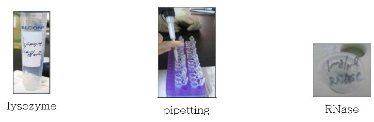 Lysis buffer 준비