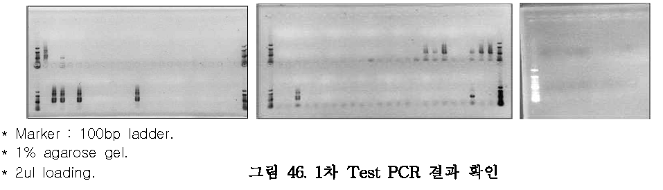 1차 Test PCR 결과 확인