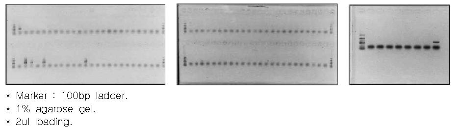 2차 Test PCR 결과 확인