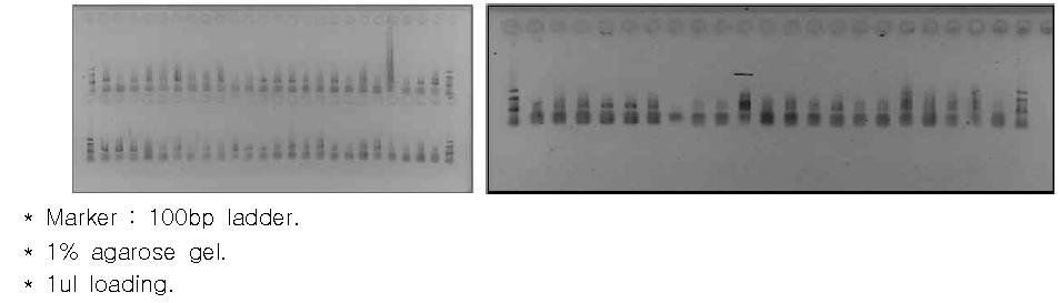 Barcode PCR 결과 확인