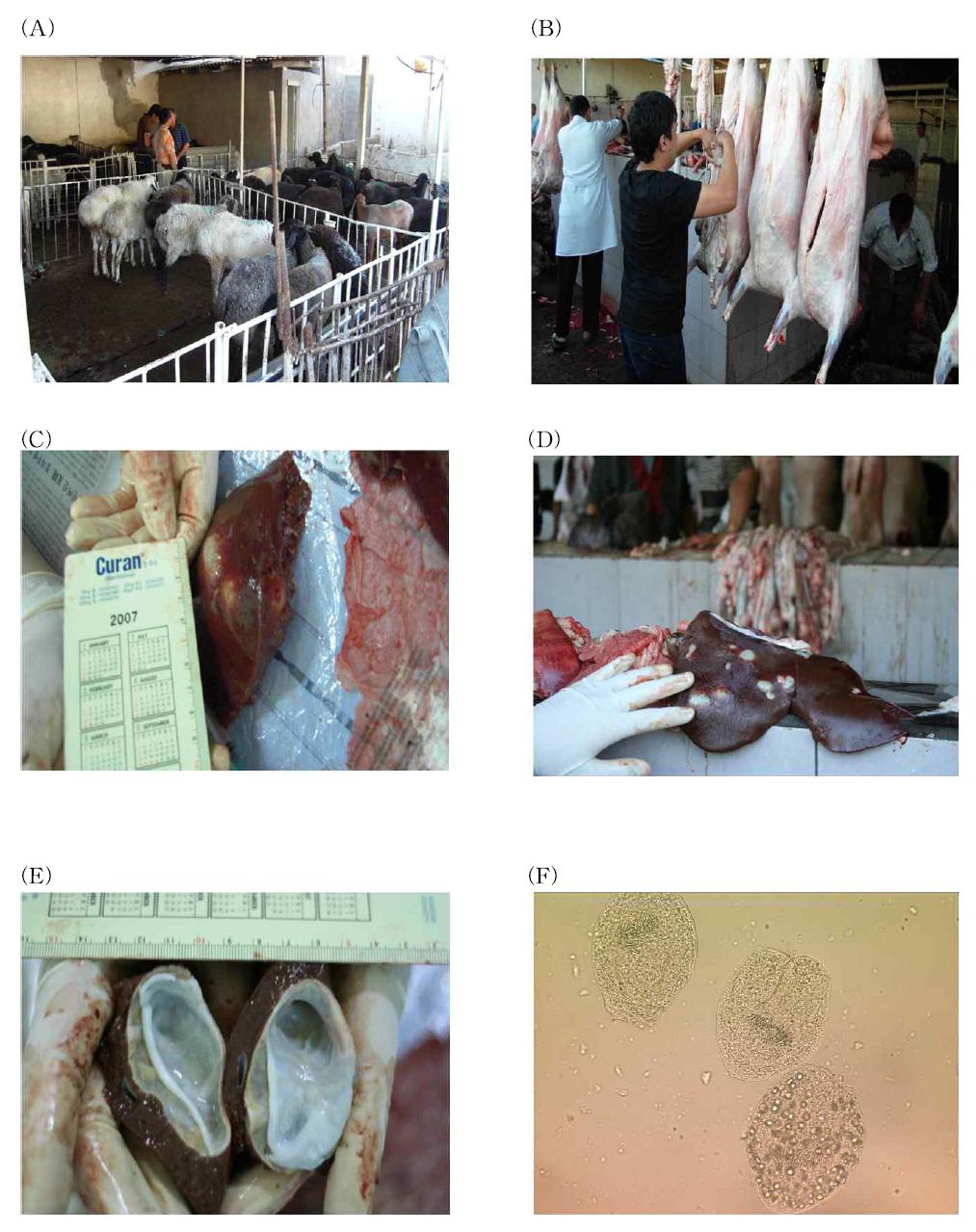 Collection of Echinococcus granulosus hydatid cyst from infected sheep in Uzbekistan. (A) In a slaughterhouse at Tashkent, (B) Abdominal viscera are pulled out after slaughtering, (C) Observation of the liver and lungs for hydatid cysts, (D) Cyst in the liver, (E) Cyst surface of a liver cyst, (F) Protoscolex of Echinococcus.