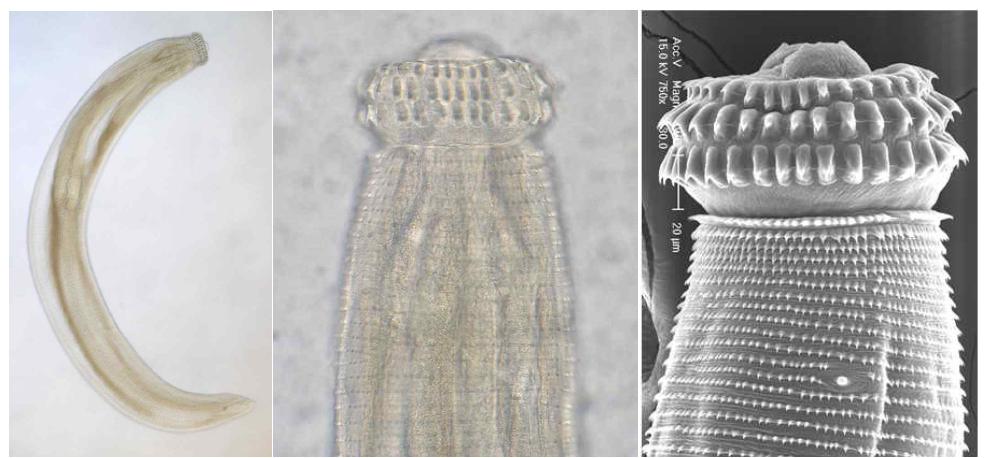 The advanced 3rd. stage larvae of G. nipponicum collected from a tiger keelback snake, Rhabdophis tigrinus tigrinus in Jeju-do.