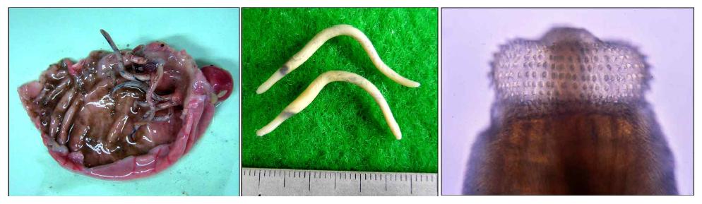 The adult worms of G. nipponicum collected in the stomach of the Jeju weasel, Mustela sibilica quelpartis.