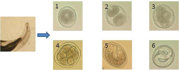 Cultivation of T. canis eggs and collection of second stage of larvae