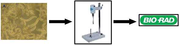 preparation of T. canis larva antigen.