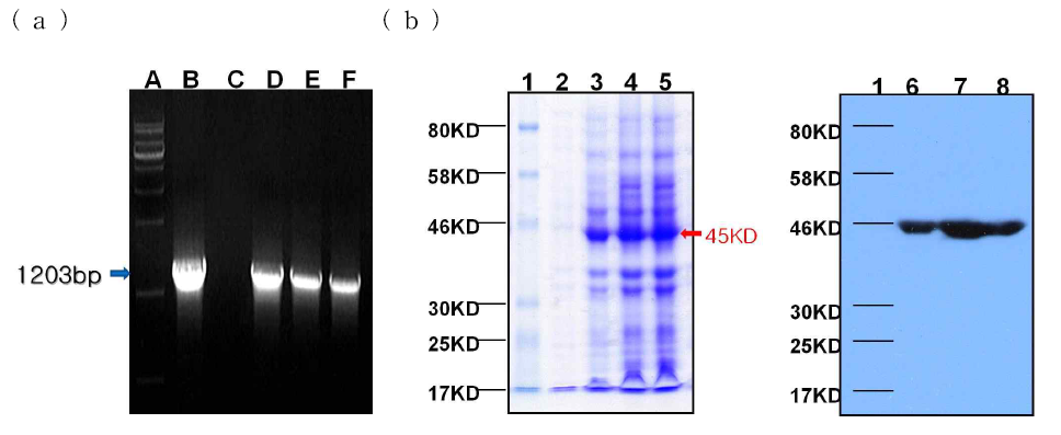 5a) Agarose gel electrophoresis of the amplified RT-PCR products of genes encoding. Lane A, 1-kbp DNA ladder; lane B, D, E and F amplified product of genes encoding TAK; lane C, negative control. 5b). SDS-PAGE of the rTAK and His-tagged rTAK. Lane 1, protein marker; lane 2, before induction ; lane 3,4 and 5 rTAK antigen (45 kDa).; lane 6,7 and 8, his-tagged rTAK antigen (45 kDa).