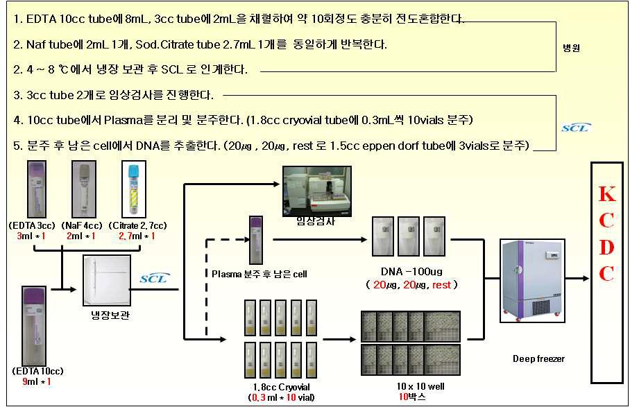 Serum 채혈 및 분주 과정