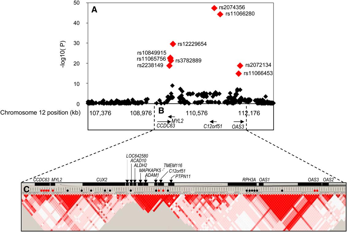 Association analysis of single nucleotide polymorphisms (SNPs) in C12orf51, CCDC63, MYL2, and OAS3 on chromosome 12q24 with the use of discovery genome-wide association (GWA) data. (A) P values for the association testing of discovery GWA data with natural log-transformed alcohol consumption. The association was drawn from linear regression analysis adjusted for age and smoking status on the basis of the additive model. The y axis shows the 2log10 unadjusted P values, and the x axis shows the physical position of chromosome 12q24. Red diamonds indicate highly significant SNPs. (B) Gene locations for strong signals that correspond to (A) and (C). (C) A linkage disequilibrium (LD) map that shows the associations of 2 SNPs; red dots indicate highly significant SNPs, and blocks show strong LD signals.