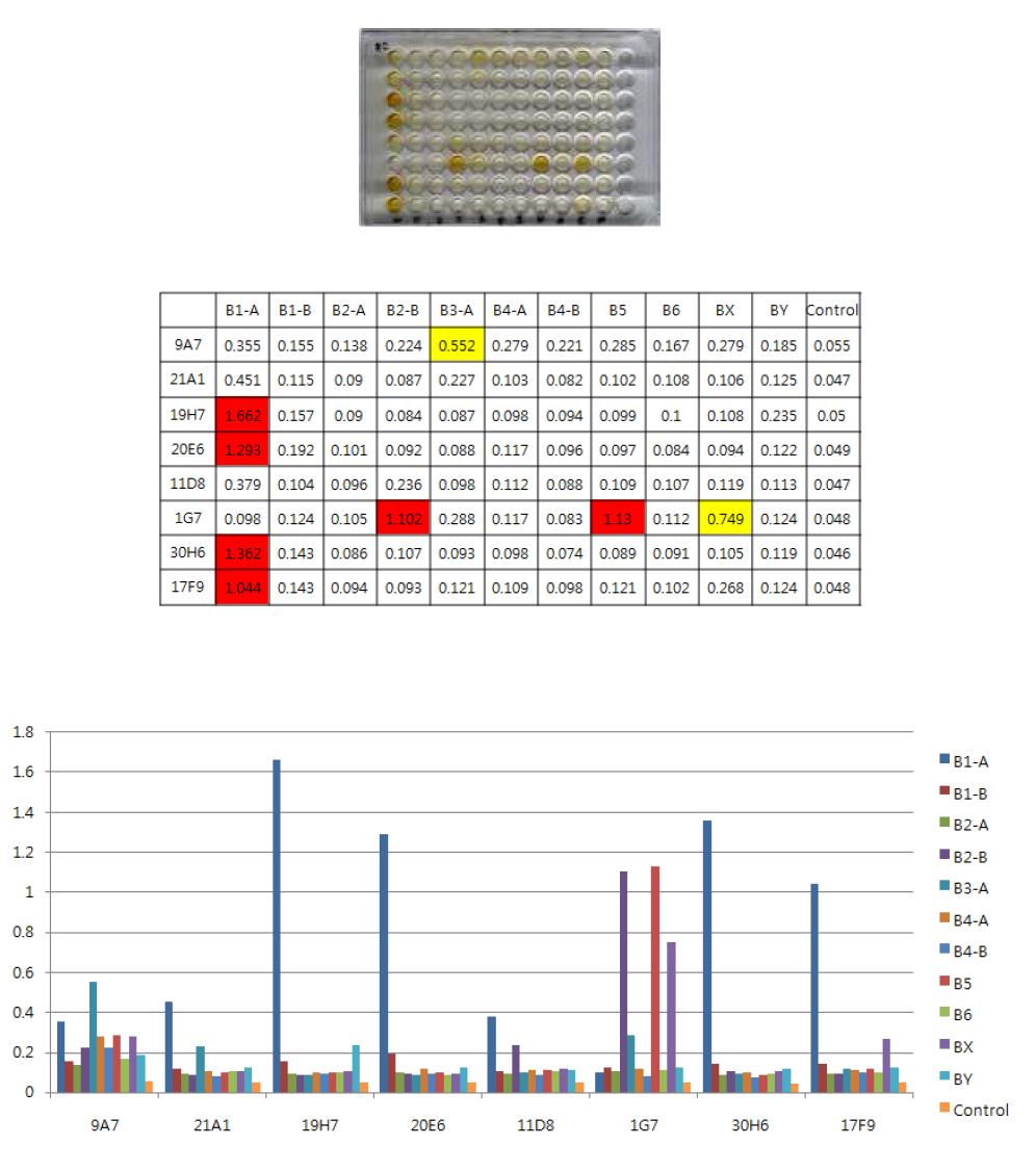 각 단클론 항체 별 교차반응성 테스트 1