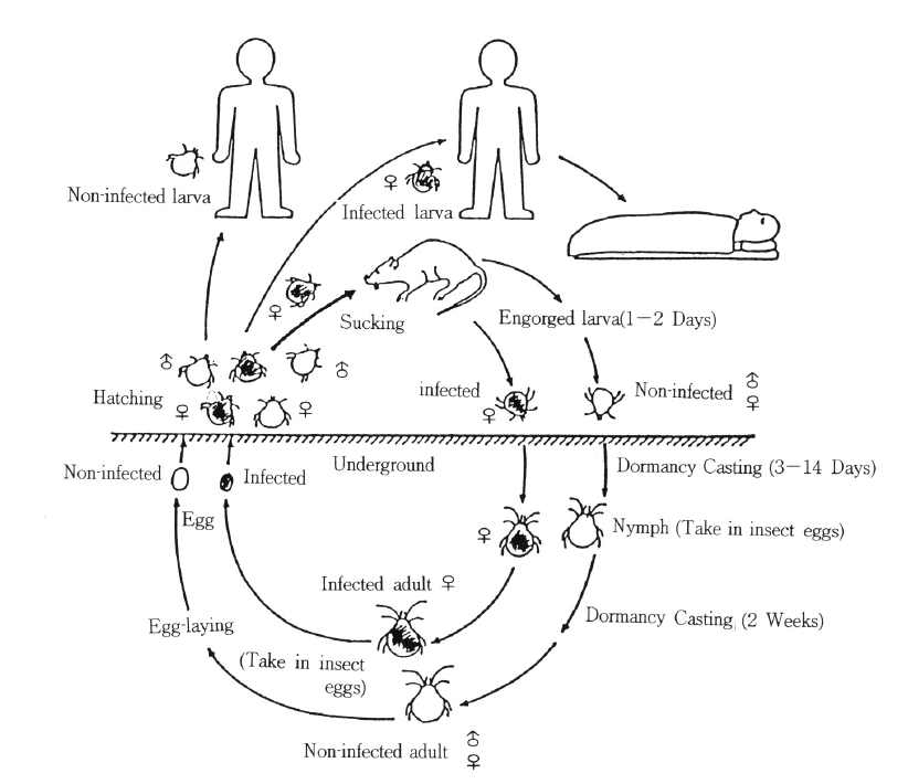 그림 3. Life cycle of Leptotrombidium and transmission of R. tsutsugamushi.