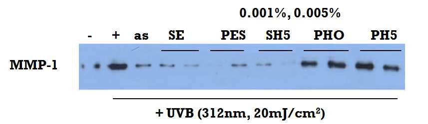 Effect of extracts on the production of MMP-1. AS : Ascorbic acid 25μM