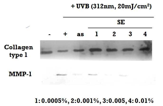 Collagen synthesis effect by SE extracts after UVB irradiation