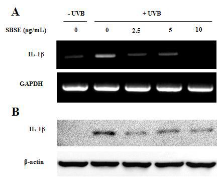 SBSE blocked the UVB-induced increase of IL-1β expression in cultured fibroblasts.