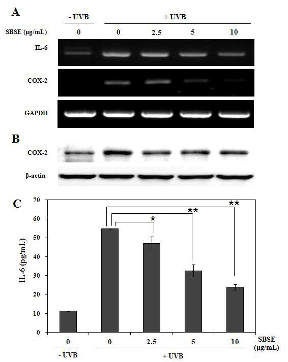 SBSE inhibited UVB-induced increase in IL-6 and COX-2 expression in human dermal fibroblasts