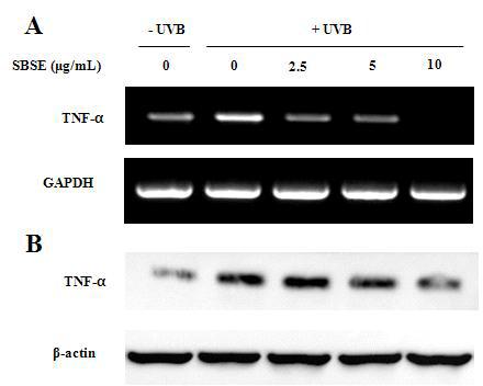 SBSE inhibited UVB-induced increase in TNF-α expression in human Keratinocytes.