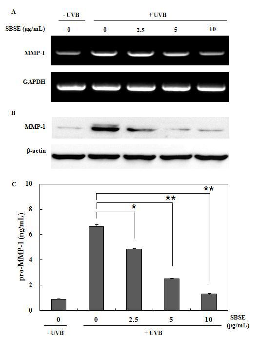 SBSE inhibited UVB-induced expression of MMP-1 in human dermal fibroblasts