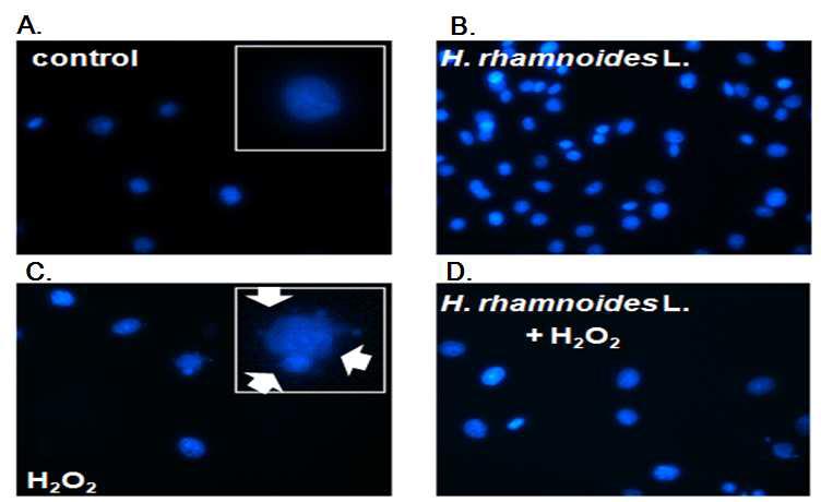 Morphological changes in MEF cells exposed to H2O2 and H. rhamnoides L fruit extract