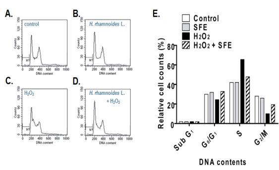 Effect of H. rhamnoides L fruit extract treatment on cell cycle progression in oxidative damaged cells.