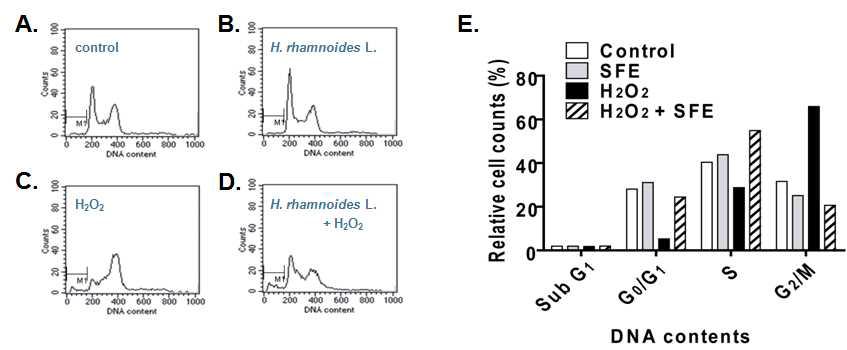 Effect of H. rhamnoides fruit extract treatment on cell cycle progression in oxidative damaged cells.