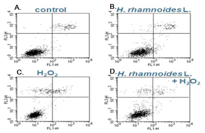 Effects of H. rhamnoides fruit extract treatment on apoptotic cell death assessing by flow cytometry