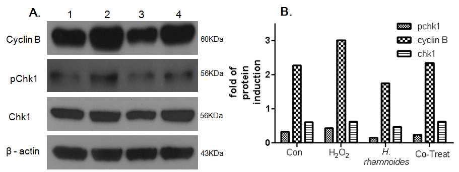 Effects of the H. rhamnoides L. fruit extract in dysregulation cell cycle of the oxidative damaged cell