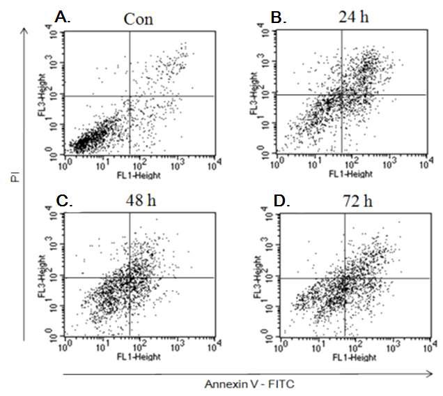 Apoptotic cell death increases according to H. rhamnoides fruit extract treatment times