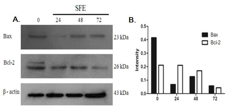 Expression profiles of characteristic intrinsic apoptotic proteins (Bax, Bcl-2) after exposure to H. rhamnoides fruit extract in AGS cell for various times (24, 48, 72h)