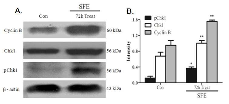 Effect of H. rhamnoides fruit extract on related to G2/M cell cycle checkpoint regulating proteins.