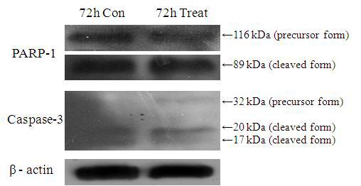 Expression of caspase-dependent apoptotic proteins exposure to H. rhamnoides extract in AGS cells after 72h administration times.