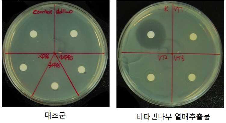 Clear zone of H. rhamnoides extract against E. coli