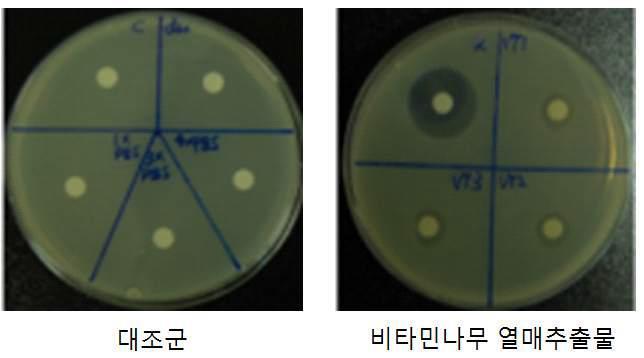 Clear zone of H. rhamnoides extract against B. cereus