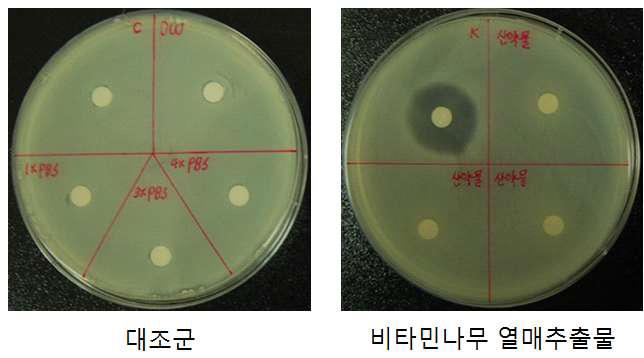 Clear zone of H. rhamnoides extract against S. aureus