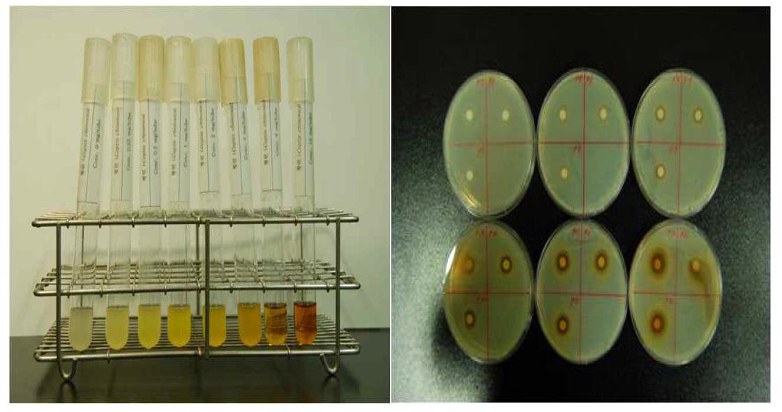 Set the effective minimal concentration of inhibition bacterial performance.