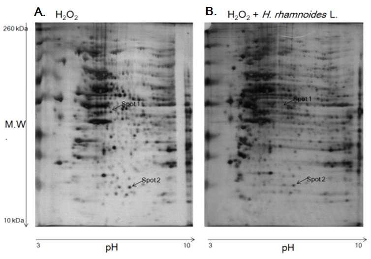 Large gel 2-DE separation of total protein lysate of MEF cell.