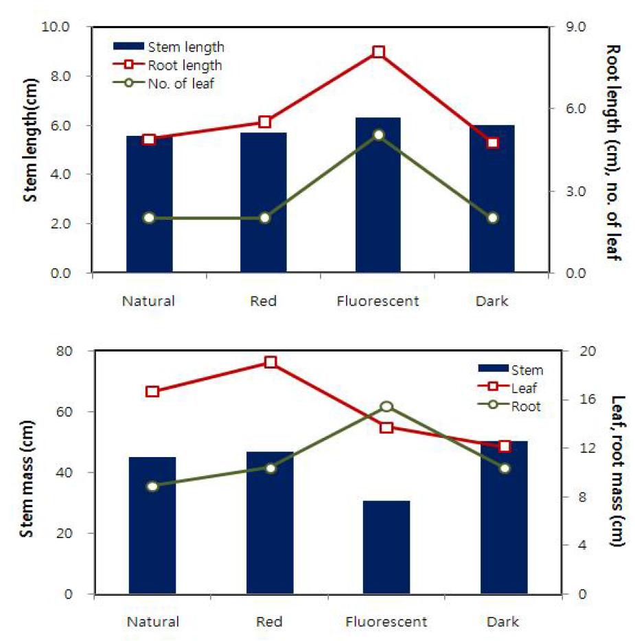 Growth characteristics of H. rhamnoides seedling according to light quality conditions.