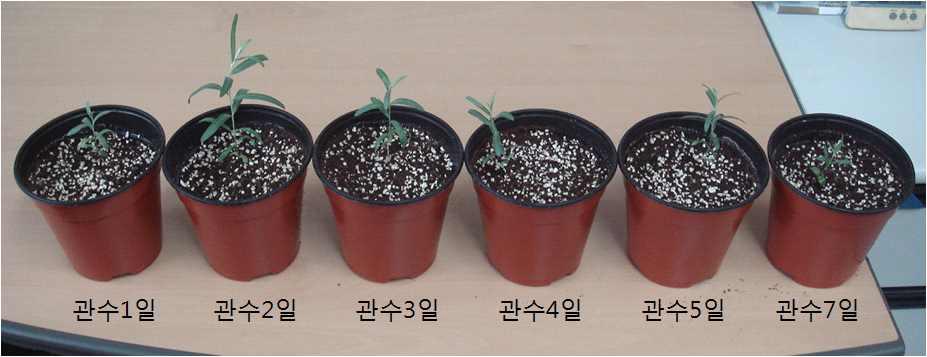 Growth of H. rhamnoides seedlings with different irrigation intervals.