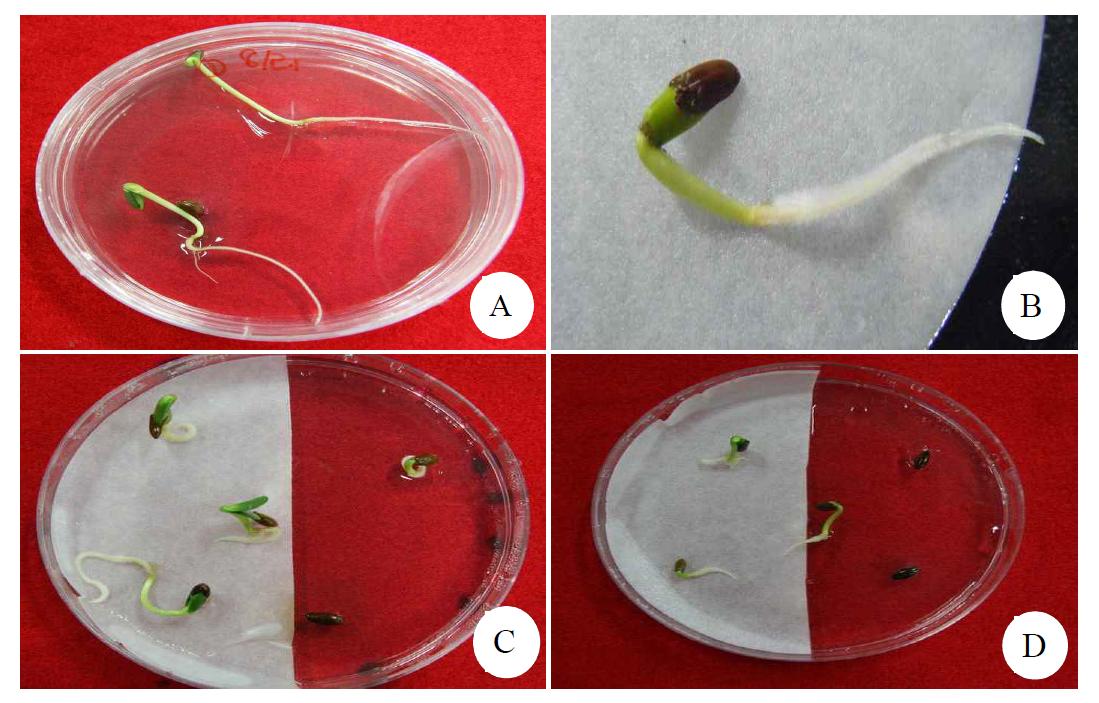 Seed germination of H. rhamnoides in in vitro