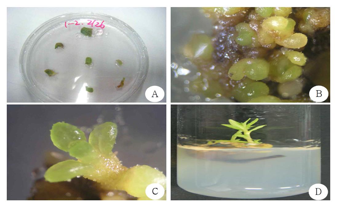 Somatic embryo formation and germination in H. rhamnoides. (A) explant transfer to the media for somatic embryo formation (B) somatic embryo formation from explant after 3 weeks (C) initial stage of somatic embryo germination (D) elongation from germinated somatic embryo