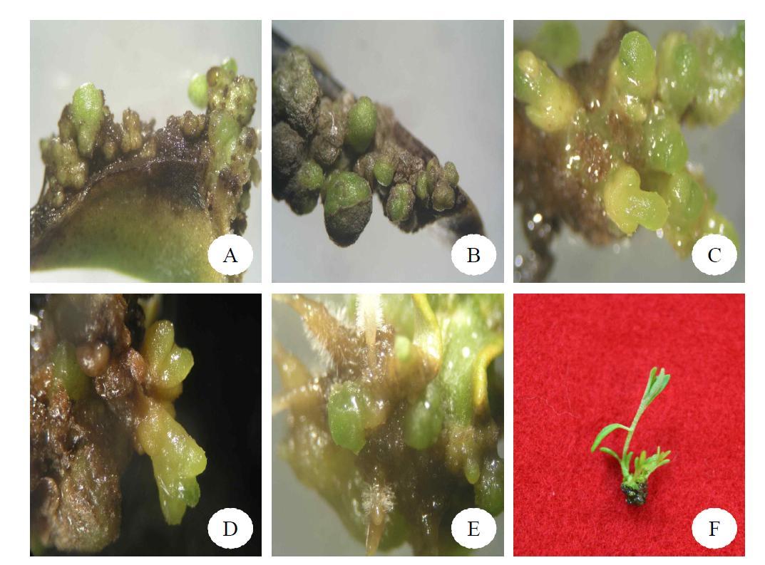 Organogenesis from leaf(from ex vitro) supplemented with 1.0 mg/L BA, 1.0 mg/L Kin and 5.0 mg/L IAA on WPM medium (A) and (B) Proliferation of adventitious bud with 1.0 mg/L BA, Kin and 5.0 mg/L IAA, (C) and (D) Early proliferation for shoot, (E) Root developed, and (F) Shoot development